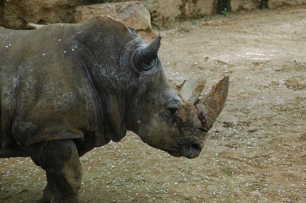 image of rhinoceros