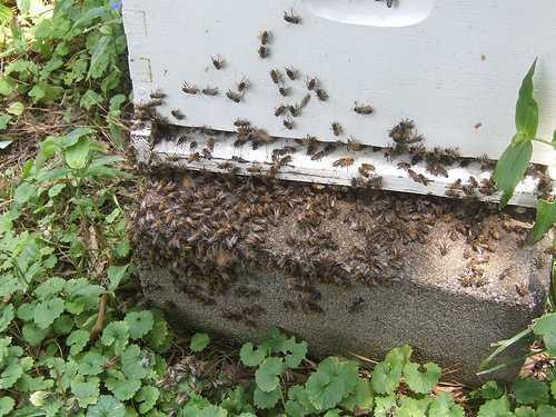 image of apiary