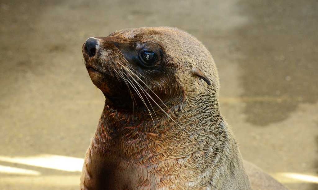 Harbor seal image classifcation dataset for machine learning