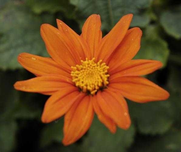 image of orange_dahlia