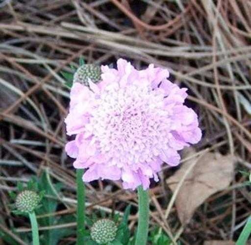 image of pincushion_flower