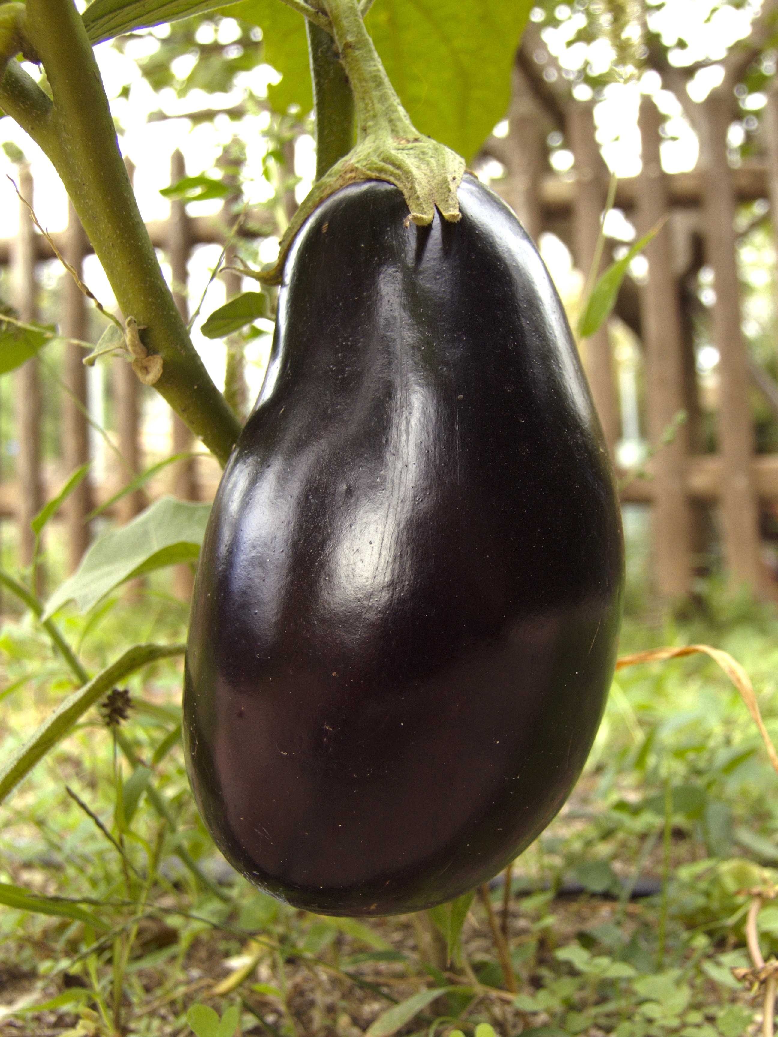 eggplant