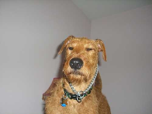 irish_terrier