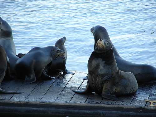 Sea lion image classifcation dataset for machine learning
