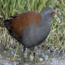 image of black_tail_crake