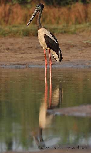 black_stork