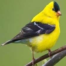 image of american_goldfinch