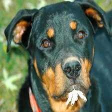 image of rottweiler