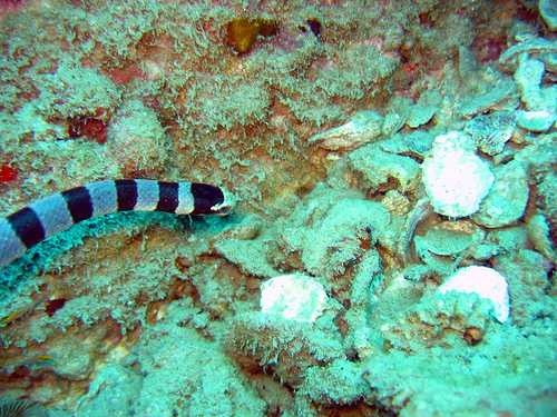 Sea snake image classifcation dataset for machine learning