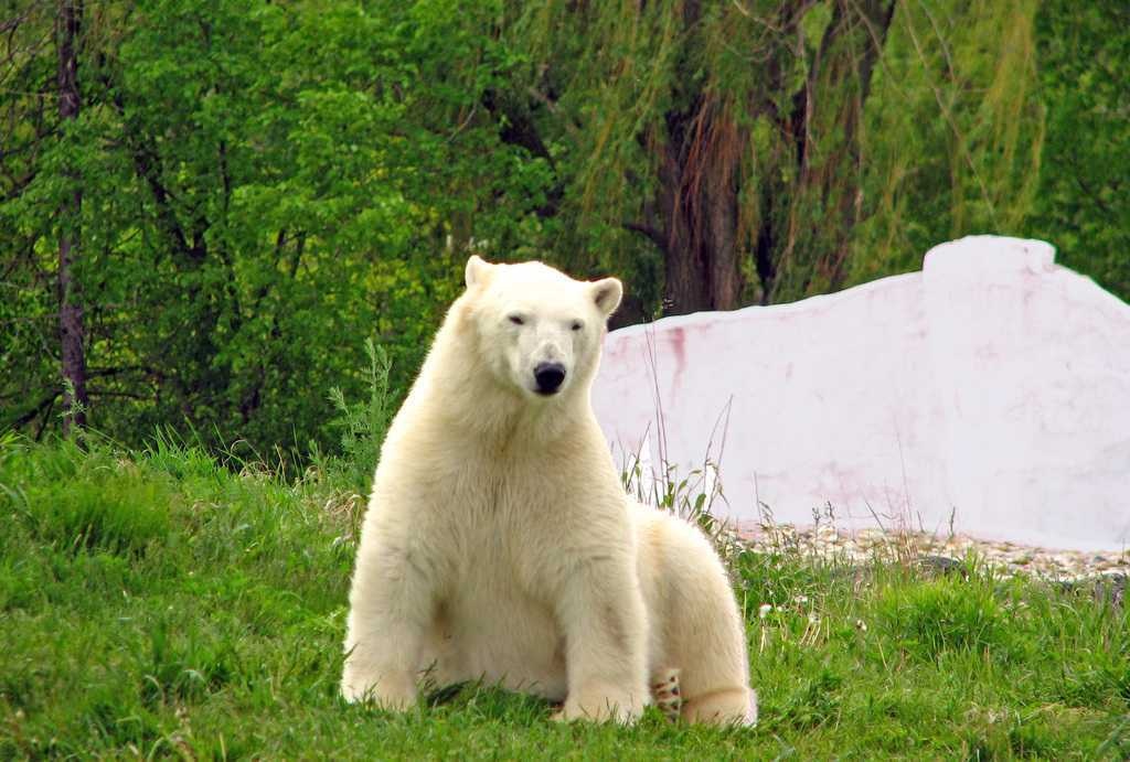 image of polar_bear