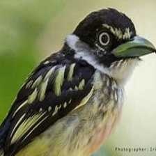 image of black_&_yellow_broadbill