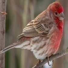 finch