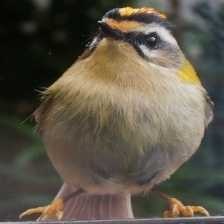 image of common_firecrest