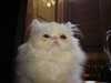 persian_cat