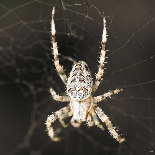 Garden spider image classifcation dataset for machine learning