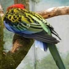 image of eastern_rosella