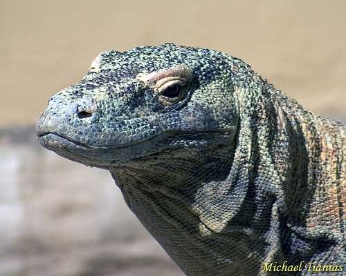 Komodo dragon Labeled Image Dataset | images.cv