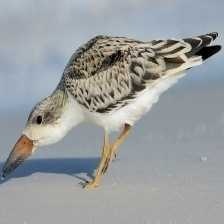 image of black_skimmer