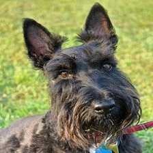 image of scotch_terrier