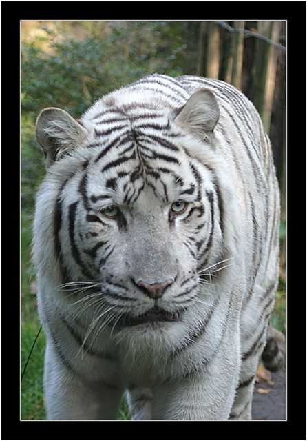Tiger image classifcation dataset for machine learning