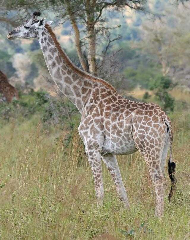 giraffe