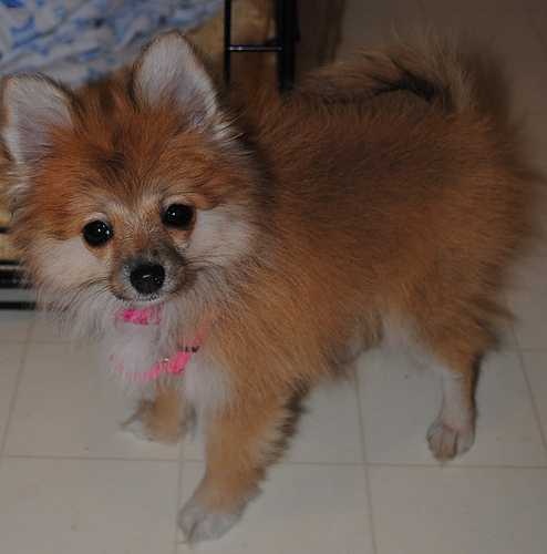 image of pomeranian