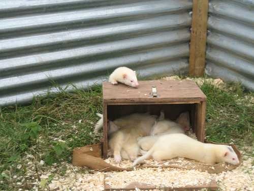 black_footed_ferret