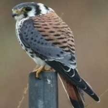 american_kestrel