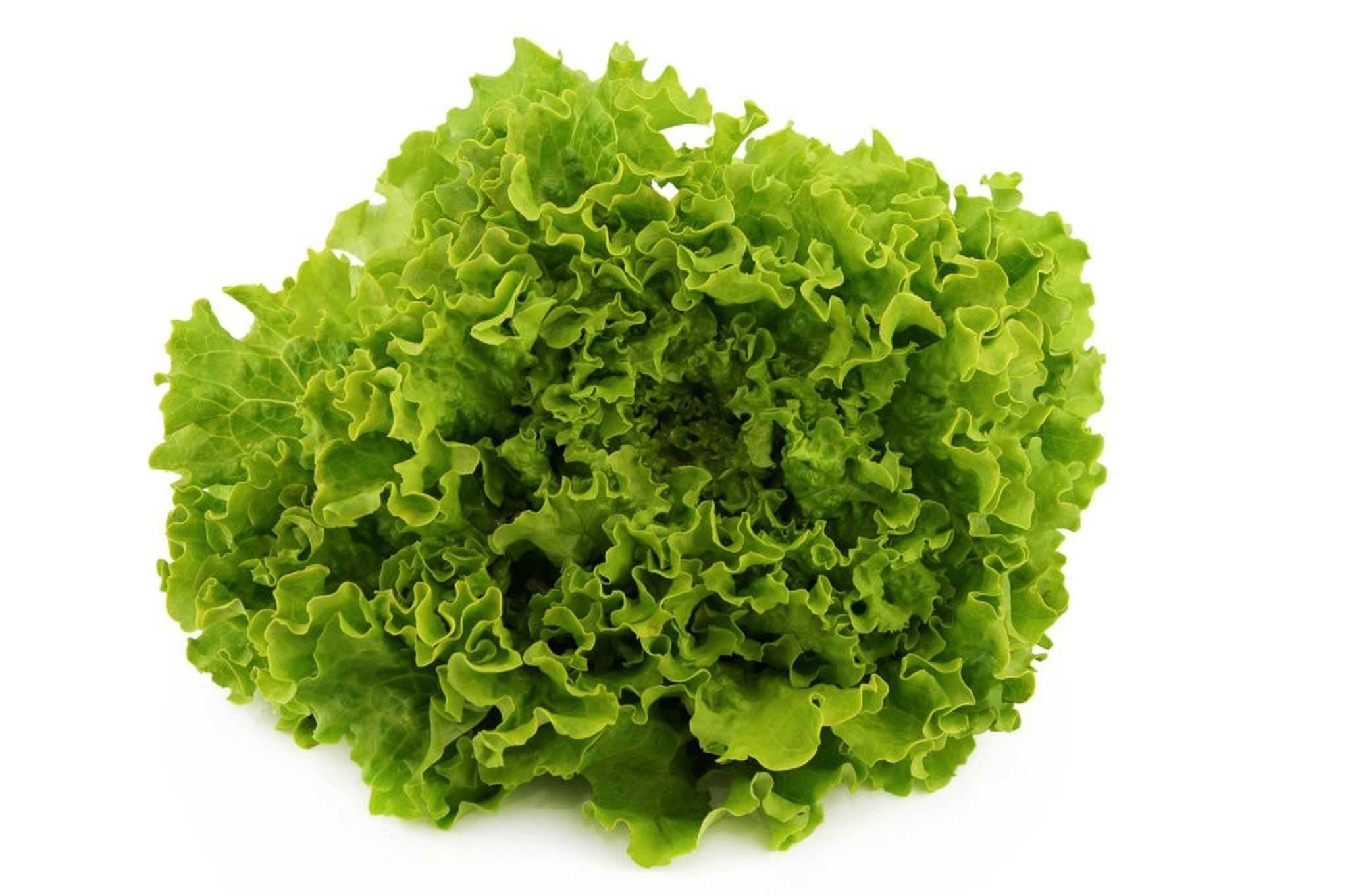 Lettuce labeled image dataset images.cv
