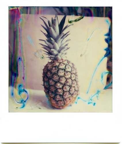 Pineapple image classifcation dataset for machine learning