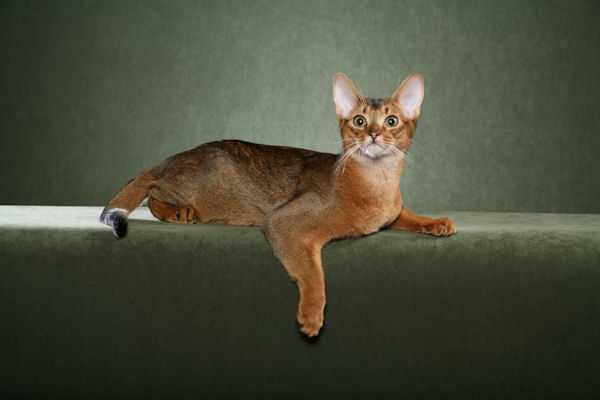 image of abyssinian