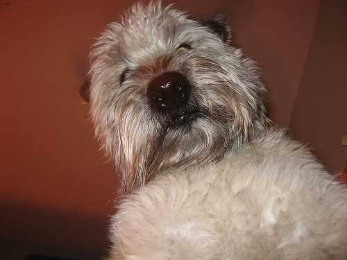 image of wheaten_terrier