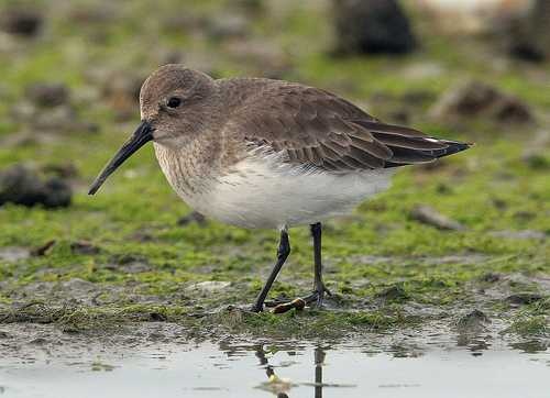 image of red_backed_sandpiper