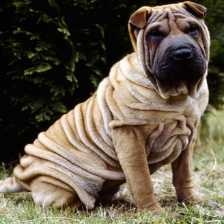 image of shar_pei