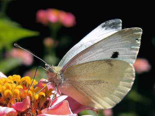 image of cabbage_butterfly