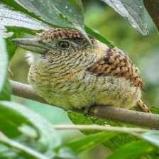 image of barred_puffbird