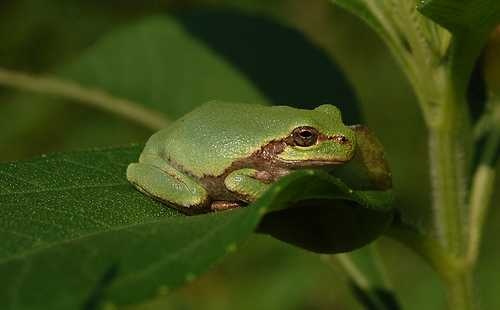 tree_frog