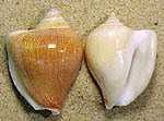 image of conch