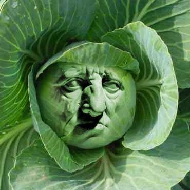 Cabbage image classifcation dataset for machine learning