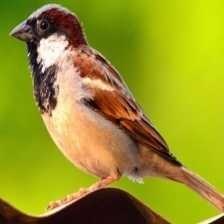 house_sparrow