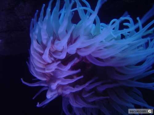 image of sea_anemone