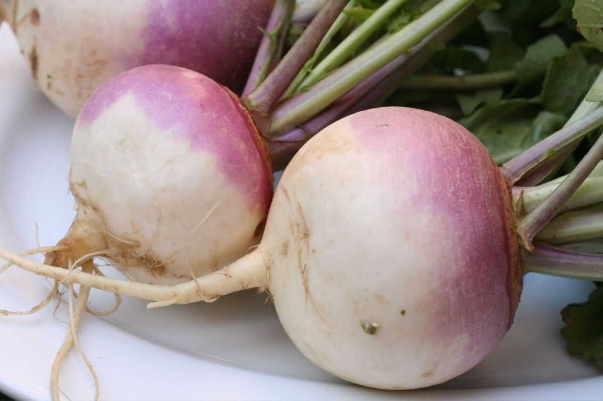 image of turnip