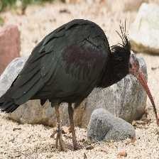 image of bald_ibis