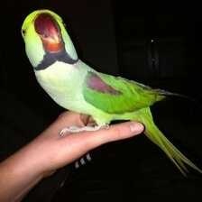 image of alexandrine_parakeet