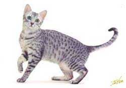 image of egyptian_mau