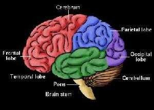 brain