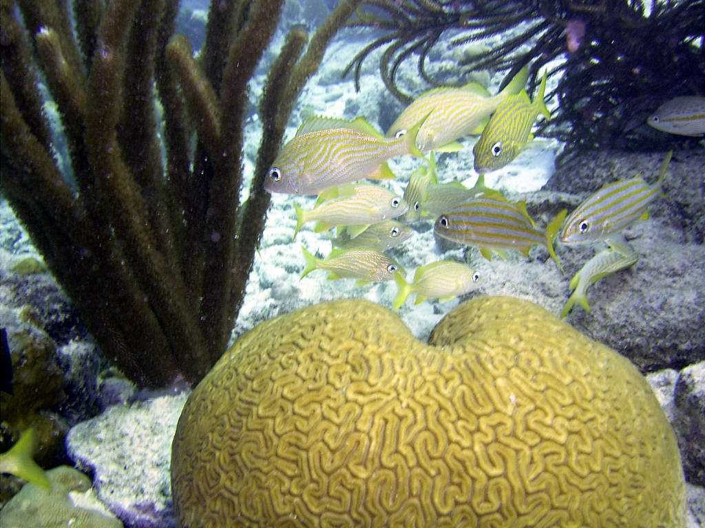 brain_coral