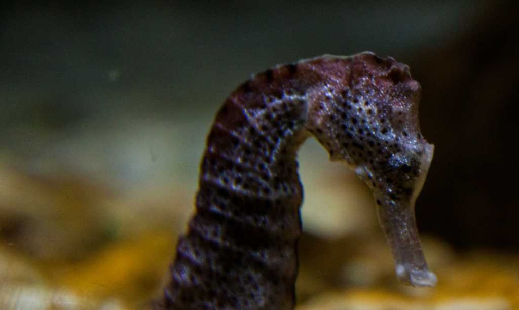 Seahorse image classifcation dataset for machine learning