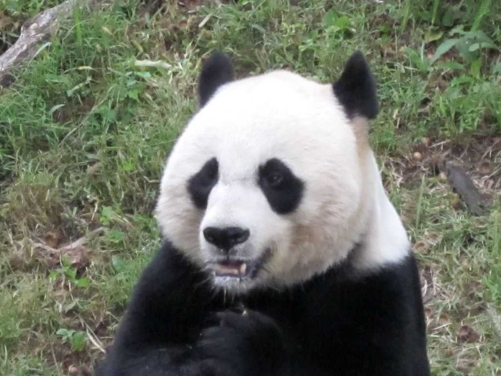 Panda image classifcation dataset for machine learning