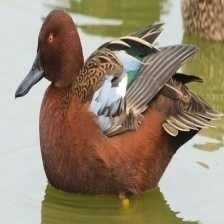 image of cinnamon_teal